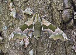 Lime Hawk-moth